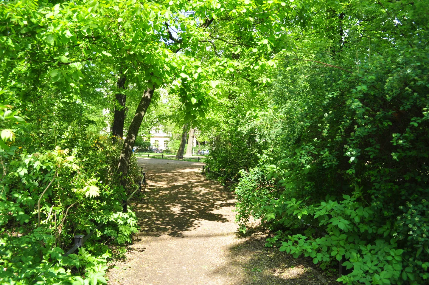 Ein von grünen Bäumen und Sträuchern gesäumter Weg am Kollwitzplatz.